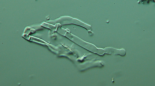 ritrovamento 1 (Hyphodontia sambuci)